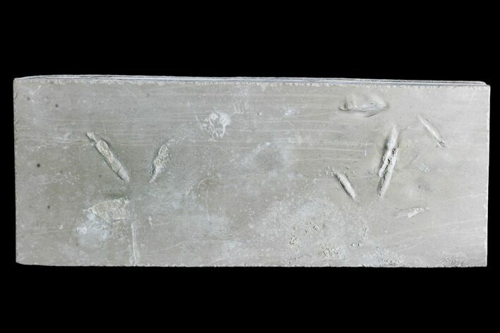 Fossil Bird Tracks - Green River Formation, Utah #105536
